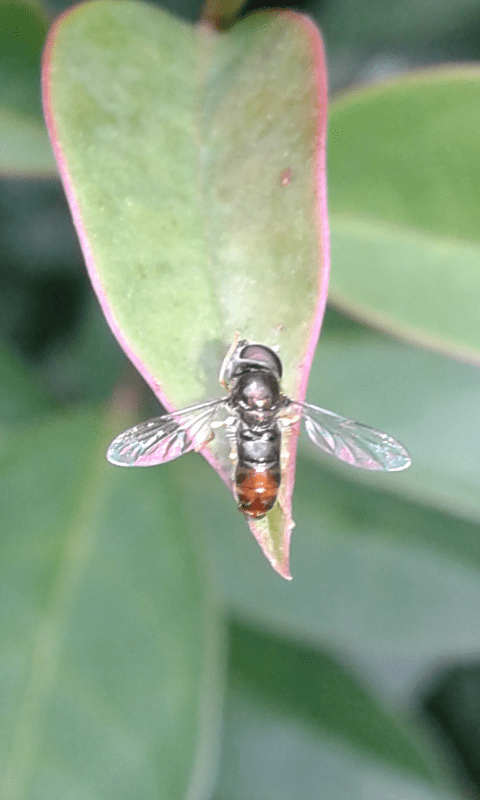 Syrphidae : Paragus bicolor?